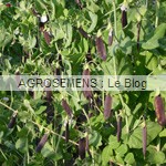 Pois  à écosser bio, graines bio agrosemens