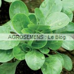 mâche bio - semences maraîchères AGROSEMENS