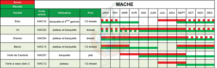 tableau-semis-Mache-ok