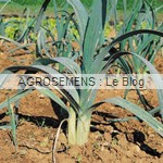 poireau bio géant d'hiver - semences potagères AGROSEMENS