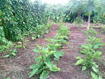 plantations semences bio agrosemens