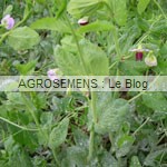 pois fourrager bio, semences agrosemens