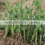 pois mangetout, semences bio AGROSEMENS