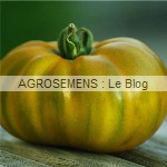 evergreen - semences tomates bio - AGROSEMENS