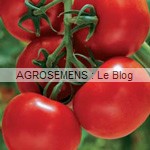 tomate bio semences AGROSEMENS