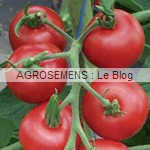 semences tomates bio - AGROSEMENS