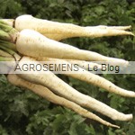 Panais bio semences agrosemens