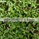 Persil bio, aromatique semences agrosemens