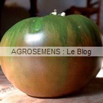 semences tomates bio - AGROSEMENS