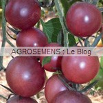 black Cherry - semences tomates bio - AGROSEMENS