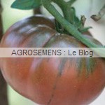 semences tomates bio - AGROSEMENS