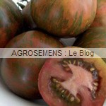 black Zebra - semences tomates bio - AGROSEMENS