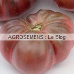 calabash Rouge - semences tomates bio - AGROSEMENS