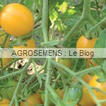 clementine - semences tomates bio - AGROSEMENS