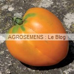 coeur Boeuf Orange - semences tomates bio - AGROSEMENS