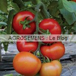 fiorentino - semences tomates bio - AGROSEMENS