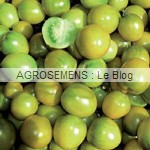 green Grape - semences tomates bio - AGROSEMENS