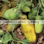 semences tomates bio - AGROSEMENS