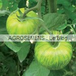 green Zebra - semences tomates bio - AGROSEMENS