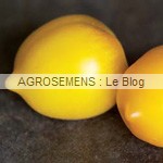 lemonTree - semences tomates bio - AGROSEMENS