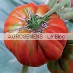 marmande - semences tomates bio - AGROSEMENS