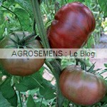 noire Crimmee - semences tomates bio - AGROSEMENS