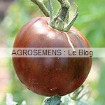 noire Russe - semences tomates bio - AGROSEMENS