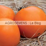 orange Queen - semences tomates bio - AGROSEMENS