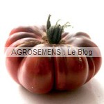 semences tomates bio - AGROSEMENS