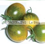 semences tomates bio - AGROSEMENS