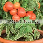 semences tomates bio - maraicher - AGROSEMENS