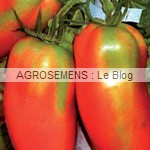 san Marzano - semences tomates bio - AGROSEMENS