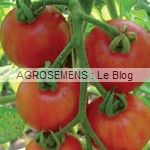 tigerella tomate bio - semences maraicheres AGROSEMENS