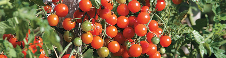 Semences tomates Bio - AGROSEMENS