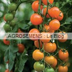 toronjina - semences tomates bio - AGROSEMENS