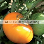 Yellow brandywine - semences tomates bio - AGROSEMENS