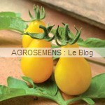 Yellow pearshaped - semences tomates bio - AGROSEMENS