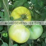 semences tomates bio - AGROSEMENS