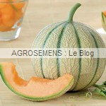 Arisona, semences melon bio agrosemens