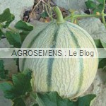 Artemis, semences melon bio - AGROSEMENS