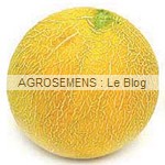 Boule d'or, semences melon bio - AGROSEMENS