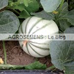 Charentais précoce du Roc - semences bio AGROSEMENS