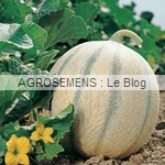 Cyrano semences melon bio - AGROSEMENS