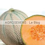 Delfrisco semences melon  bio - AGROSEMENS
