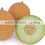 Galia - semences melon bio - AGROSEMENS