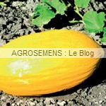 Grécale, semences melon bio - AGROSEMENS