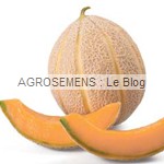 Hales's best jumbo, semences melon bio - AGROSEMENS