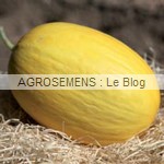 Jaune Canari hatif, semences melon bio - AGROSEMENS