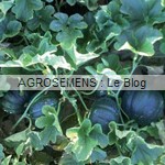 Melon Bio Noir des Carmes - semences AGROSEMENS