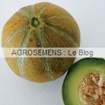 Melon Bio Ogen - semences AGROSEMENS